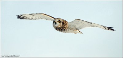 Short-eared Owl 34