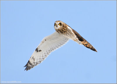 Short-eared Owl 35