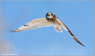 Short-eared Owl 37