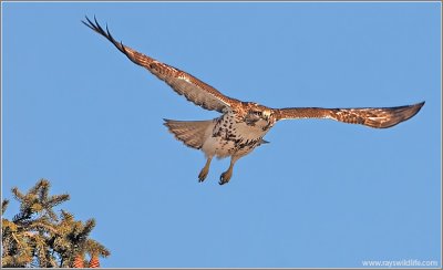Red-tailed Hawk 70