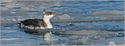 Red-throated Loon 1