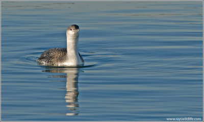 Red-throated Loon 2
