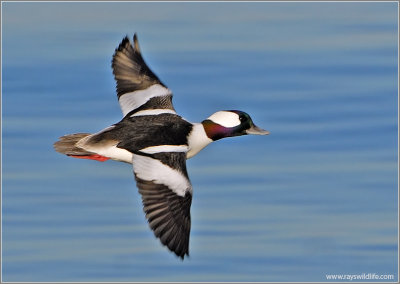 Male Bufflehead 14