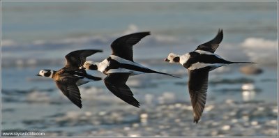 Long-tailed Ducks 7
