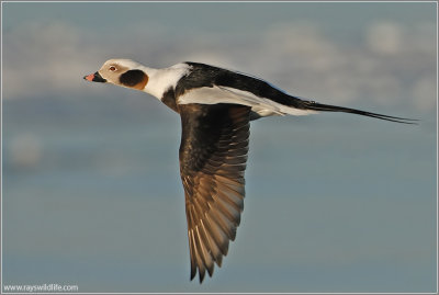 Long-tailed Duck  6