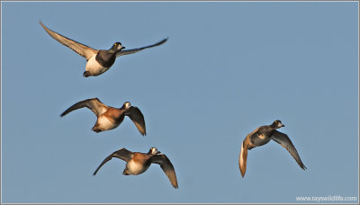 Greater Scaups 1