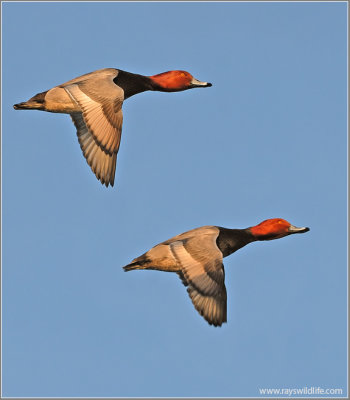 Redhead Ducks