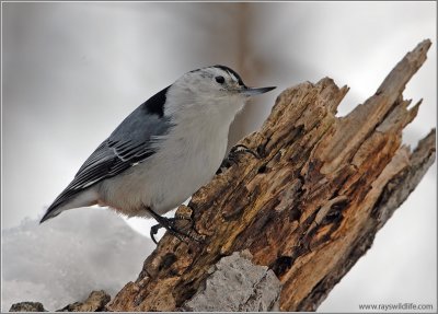 White-breasted Nuthatch 22