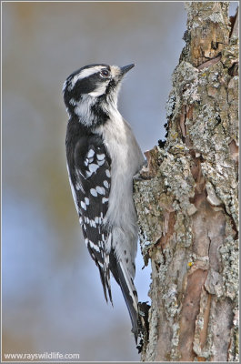 Downy Woodpecker 5