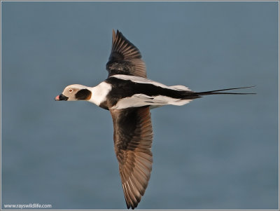 Male Long-tailed Duck 9