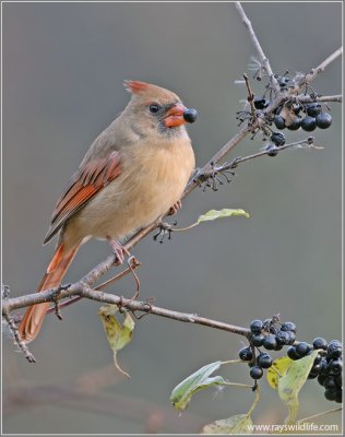 Female Northern Cardinal 17