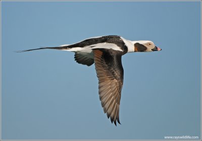 Long-tailed Duck 11