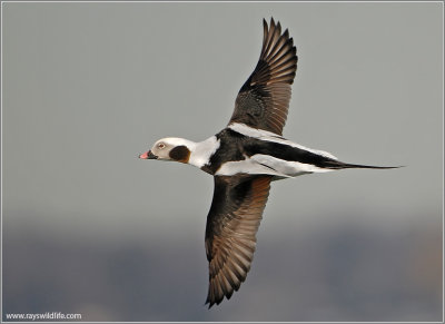 Long-tailed Duck 12