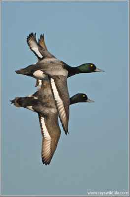 Greater Scaups 2
