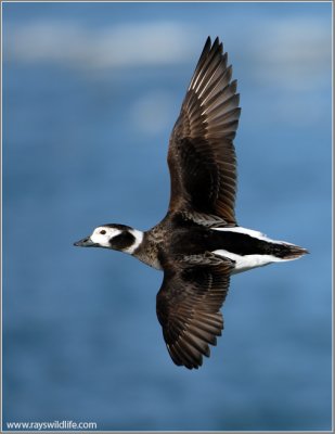 Female Long-tailed Duck  13