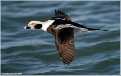 Male Long-tailed Duck 14