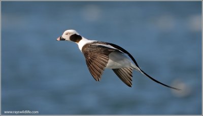 Male Long-tailed Duck 31