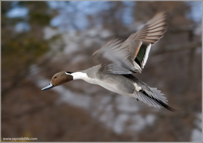 Male Northern Pintail 2