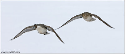 Northern Pintail Couple 4
