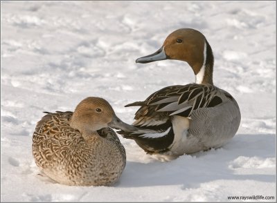 Northern Pintail Couple 3