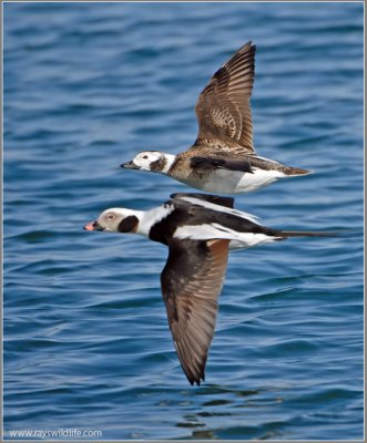 Long-tailed Ducks 15