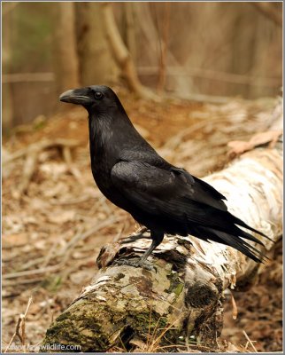 Raven 5