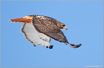 Red-tailed Hawk 73