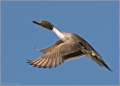 Male Northern Pintail 5