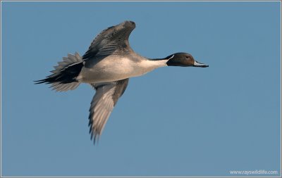 Male Northern Pintail 6