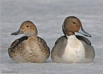 Northern Pintail Couple 7
