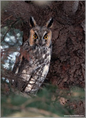 Long-eared Owl 5