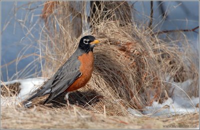 American Robin 10