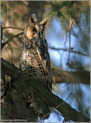 Long-eared Owl 8