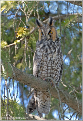 Long-eared Owl 9