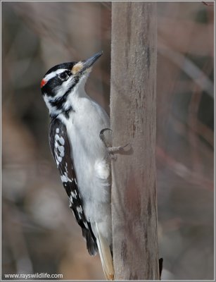 Hairy Woodpecker 1