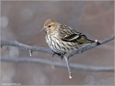 Pine Siskin 2