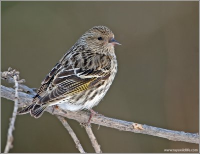 Pine Siskin 3