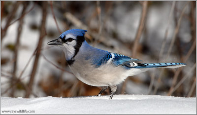 Blue Jay 12