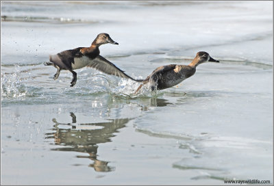 Ring-necked Ducks 6