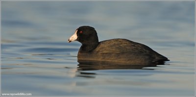 American Coot 8