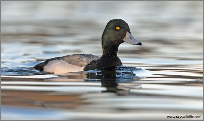 Greater Scaup 3