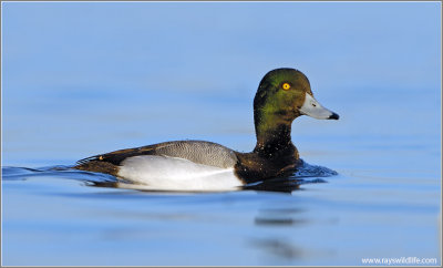Greater Scaup 4