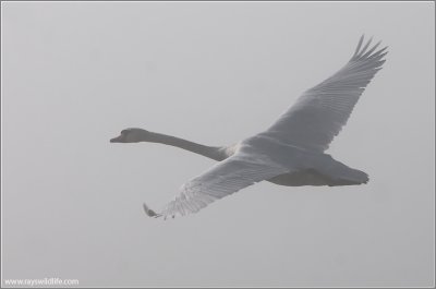 Mute Swan into the Fog 10