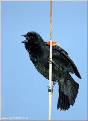 Male Red-winged Black Bird 10