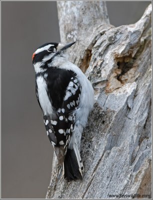 Downy Woodpecker 6