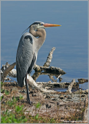 Great Blue Heron  43