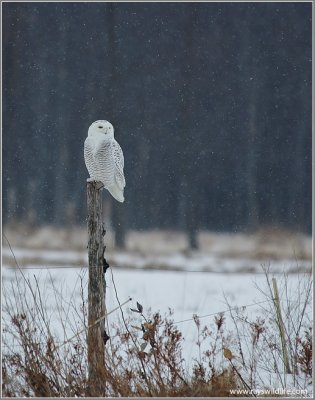 Snowy Owl on Amherst Island 15