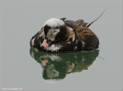 Long-tailed Duck 16