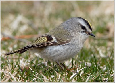 Golden-crowned Kinglet 8