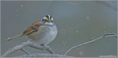 White-throated Sparrow 1
